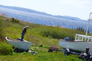 Setting a garden by the sea, Tickle Cove, NL